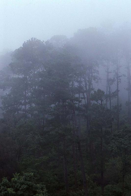 WT 0800 130-12 Thailand.jpg